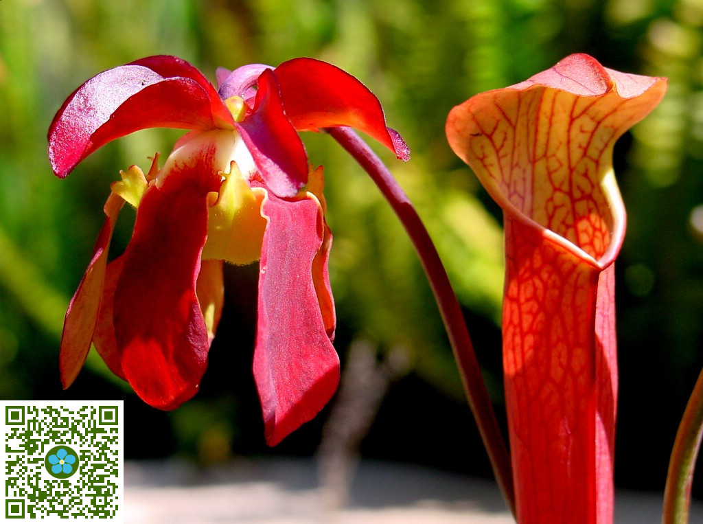 Sarracenia Rubra Pitcher Plant Plantshare