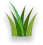 Grasses