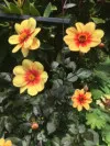 Yellow & Red | 3 inch blooms
