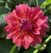 Pink & Orange | 5 inch blooms