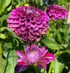 Purple | 6-7 inch blooms