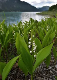 Convallaria