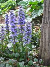 Ajuga