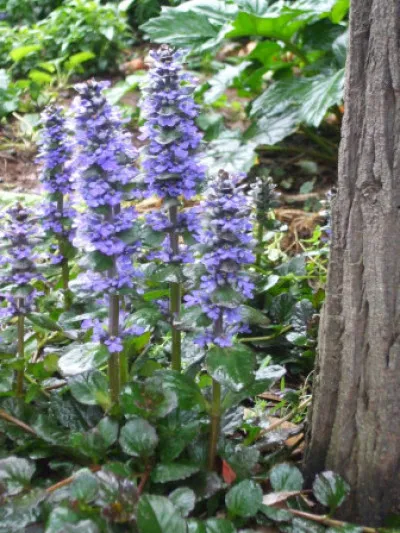 Ajuga reptans