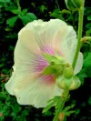 Yellow Alcea
