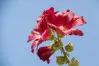 Red Alcea