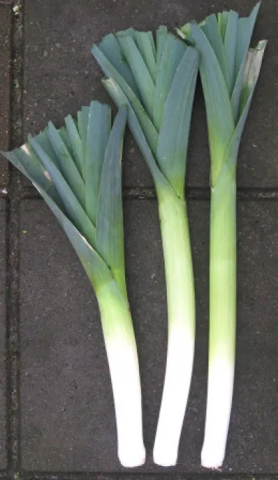 Allium porrum