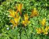 Yellow Alstroemeria