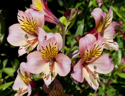 Alstroemeria hybrida