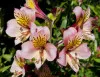 Pink Alstroemeria