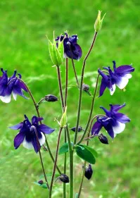 Aquilegia
