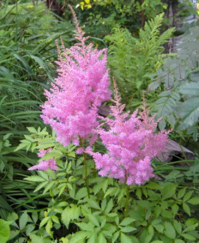 Astilbe chinensis