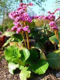 Bergenia