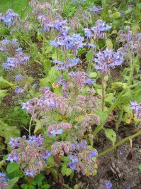 Borago