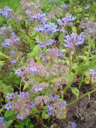 Borago officinalis