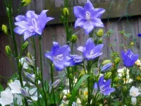 Campanula persicifolia
