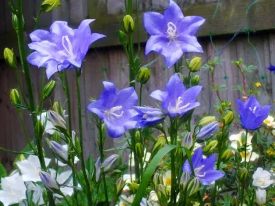 Campanula persicifolia