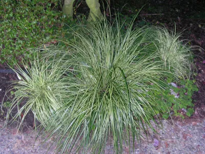 Carex oshimensis, Everest