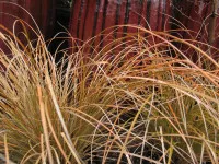 Carex