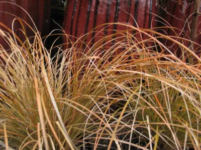 Carex testacea