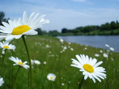 Leucanthemum vulgare
