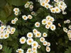 Green-leaved Tanacetum