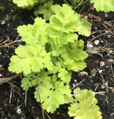 Tanacetum parthenium
