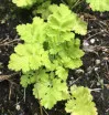 Chartruese-leaved Tanacetum