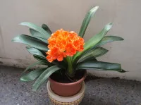 Clivia
