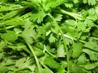 Coriandrum