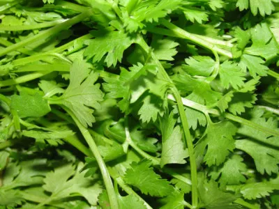 Coriandrum sativum