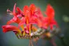 Red Crocosmia