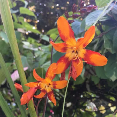 Crocosmia aurea