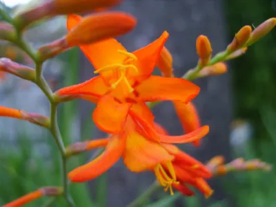 Crocosmia aurea