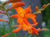 Orange Crocosmia