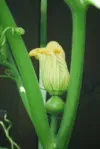 Patty Pan Curcurbita