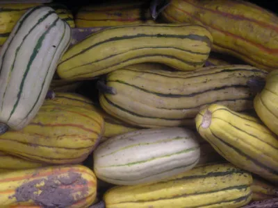 Cucurbita pepo