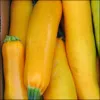 Yellow Tubular Curcurbita