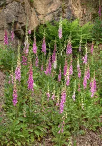 Digitalis
