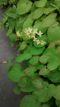 Epimedium
