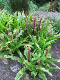 Eucomis