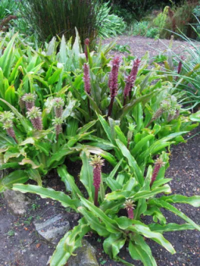 Eucomis comosa