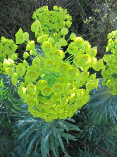 Euphorbia characias