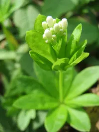Galium