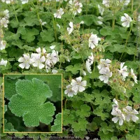 Geranium
