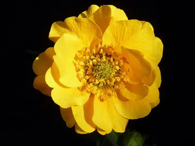 Geum quellyon