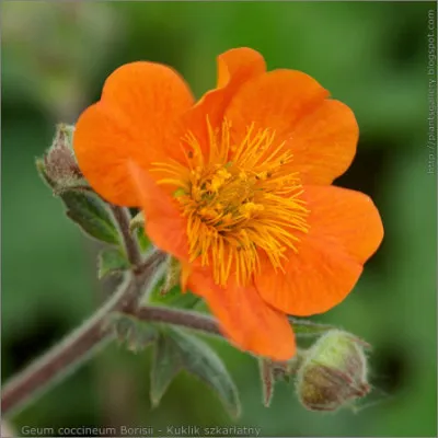 Geum quellyon