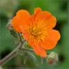 Orange Geum