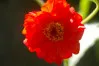 Red Geum