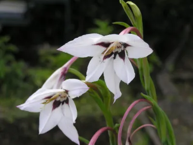 Gladiolus murielae